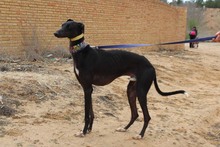 MORO, Hund, Galgo Español in Spanien - Bild 3