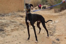 MORO, Hund, Galgo Español in Spanien - Bild 4