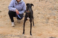 MORO, Hund, Galgo Español in Spanien - Bild 5