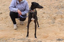 MORO, Hund, Galgo Español in Spanien - Bild 6
