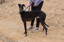 MORO, Hund, Galgo Español in Spanien - Bild 7
