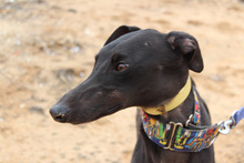 MORO, Hund, Galgo Español in Spanien - Bild 8