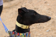 MORO, Hund, Galgo Español in Spanien - Bild 9