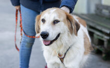 SONNY, Hund, Herdenschutzhund-Mix in Altdorf - Bild 1