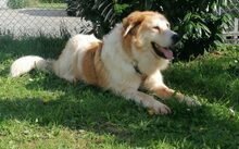 SONNY, Hund, Herdenschutzhund-Mix in Altdorf - Bild 3