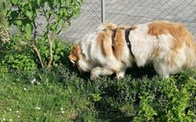 SONNY, Hund, Herdenschutzhund-Mix in Altdorf - Bild 4
