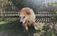 SONNY, Hund, Herdenschutzhund-Mix in Altdorf - Bild 5