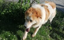 SONNY, Hund, Herdenschutzhund-Mix in Altdorf - Bild 6
