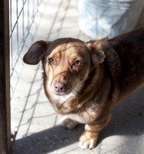 SKOOP, Hund, Mischlingshund in Altusried - Bild 1