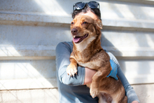 SKOOP, Hund, Mischlingshund in Altusried - Bild 2