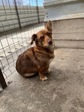 SKOOP, Hund, Mischlingshund in Altusried - Bild 3