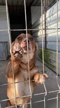 SKOOP, Hund, Mischlingshund in Altusried - Bild 4