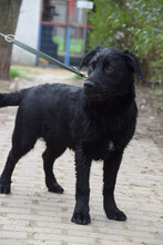 SAM, Hund, Mischlingshund in Ungarn - Bild 1