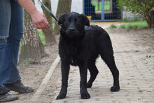 SAM, Hund, Mischlingshund in Ungarn - Bild 2