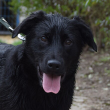 SAM, Hund, Mischlingshund in Ungarn - Bild 3