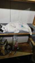 TABEA, Katze, Hauskatze in Rumänien - Bild 2