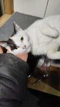 TABEA, Katze, Hauskatze in Rumänien - Bild 3
