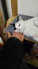TABEA, Katze, Hauskatze in Rumänien - Bild 4