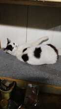 TABEA, Katze, Hauskatze in Rumänien - Bild 5