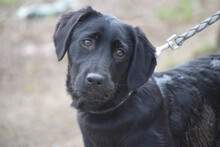 SAROLTA, Hund, Mischlingshund in Ungarn - Bild 1