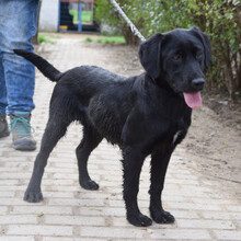 SAROLTA, Hund, Mischlingshund in Ungarn - Bild 2