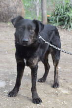 DORI, Hund, Mischlingshund in Ungarn - Bild 1