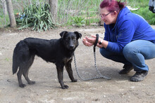 DORI, Hund, Mischlingshund in Ungarn - Bild 2