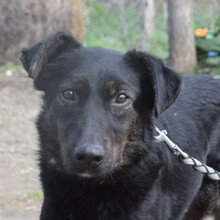 DORI, Hund, Mischlingshund in Ungarn - Bild 3