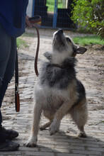 CAPONE, Hund, Mischlingshund in Ungarn - Bild 2