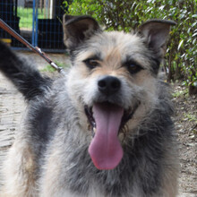 CAPONE, Hund, Mischlingshund in Ungarn - Bild 3