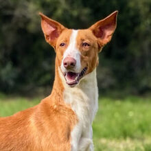 QUICO, Hund, Podenco in Spanien - Bild 1
