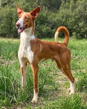 QUICO, Hund, Podenco in Spanien - Bild 2
