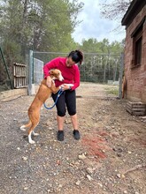QUICO, Hund, Podenco in Spanien - Bild 3