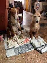 QUICO, Hund, Podenco in Spanien - Bild 4