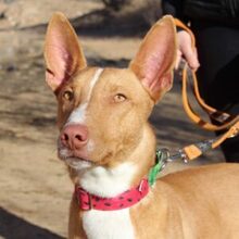SIMON, Hund, Podenco in Spanien - Bild 1