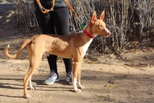SIMON, Hund, Podenco in Spanien - Bild 3