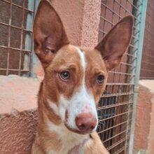 ALESSIA, Hund, Podenco in Radevormwald - Bild 1