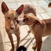 ALESSIA, Hund, Podenco in Radevormwald - Bild 2
