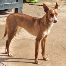 ALESSIA, Hund, Podenco in Radevormwald - Bild 3