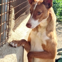 ALESSIA, Hund, Podenco in Radevormwald - Bild 4