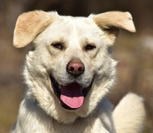 AMOR, Hund, Mischlingshund in Slowakische Republik - Bild 1