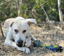 AMOR, Hund, Mischlingshund in Slowakische Republik - Bild 13