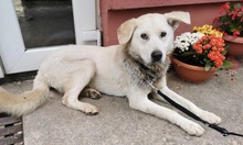 AMOR, Hund, Mischlingshund in Slowakische Republik - Bild 14