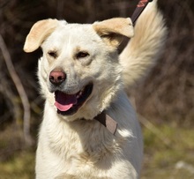 AMOR, Hund, Mischlingshund in Slowakische Republik - Bild 15