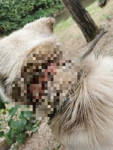 AMOR, Hund, Mischlingshund in Slowakische Republik - Bild 16