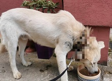 AMOR, Hund, Mischlingshund in Slowakische Republik - Bild 17