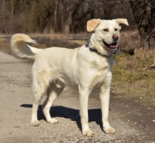 AMOR, Hund, Mischlingshund in Slowakische Republik - Bild 2