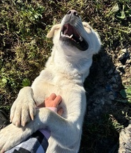 AMOR, Hund, Mischlingshund in Slowakische Republik - Bild 3