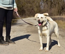 AMOR, Hund, Mischlingshund in Slowakische Republik - Bild 4