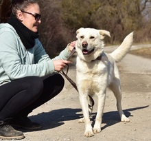 AMOR, Hund, Mischlingshund in Slowakische Republik - Bild 7